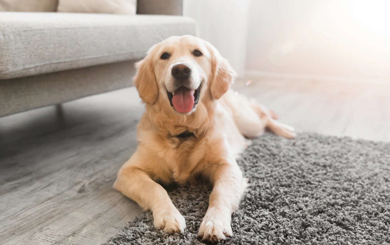 Pet Insurance insurance guidance